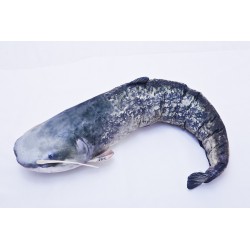 Sumec velký (Catfish) - 115 cm